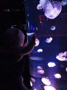 aquariumdequébec2